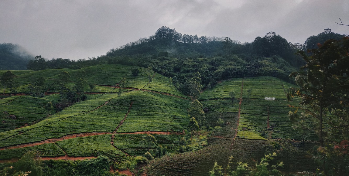 Voyage à Nuwara Eliya : paysages typiques des plantations de thé